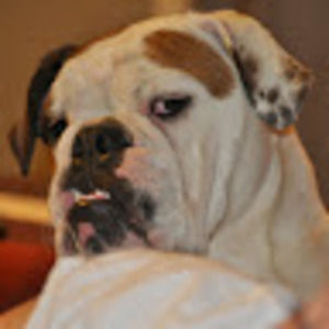 Meet your Posher, Dennis